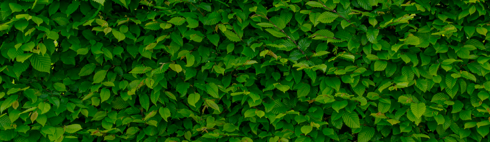 Read more about the article Garden & Garden